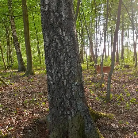 Sloneczna Polana Karolina Prázdninový dům