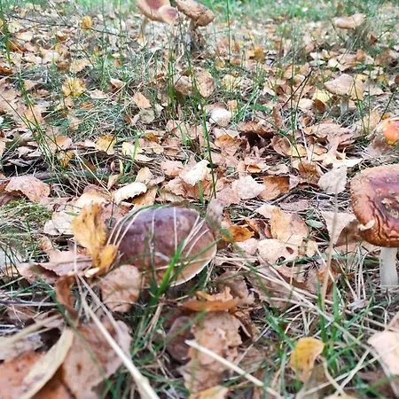 Sloneczna Polana Slajszewo Domek Karolina *