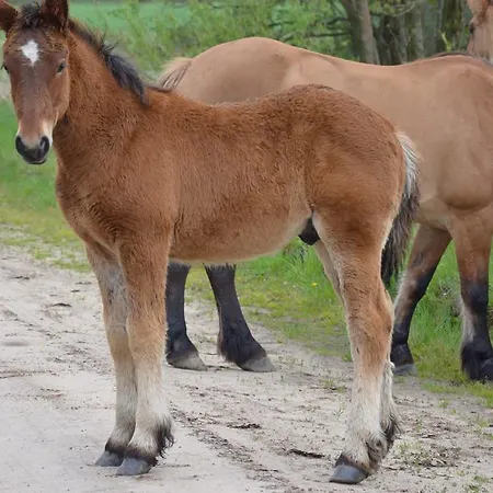 Prázdninový dům Sloneczna Polana Karolina *